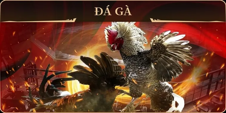 Chinh Phục Sàn Đấu Đá Gà GA28 Tại Max10 Với Bí Kíp Bất Bại 2 Chinh Phục Sàn Đấu Đá Gà GA28 Tại Max10 Với Bí Kíp Bất Bại