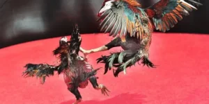 Bật Mí Cách Chơi Đá Gà Sabong Tại Max10 Thắng Lớn Mỗi Ngày