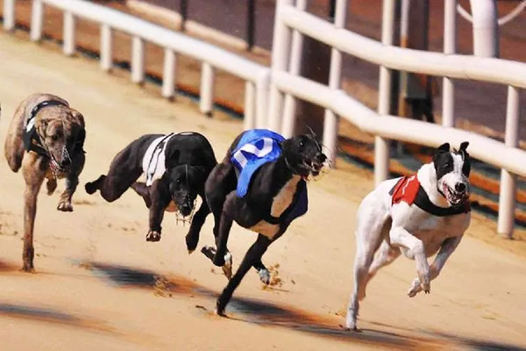 Bí Quyết Chơi Đua Chó Max10 Thắng Lớn Chỉ Trong Vài Phút 1 Bí Quyết Chơi Đua Chó Max10 Thắng Lớn Chỉ Trong Vài Phút