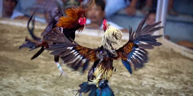 Bật Mí Cách Chơi Đá Gà Sabong Tại Max10 Thắng Lớn Mỗi Ngày 2 Bật Mí Cách Chơi Đá Gà Sabong Tại Max10 Thắng Lớn Mỗi Ngày