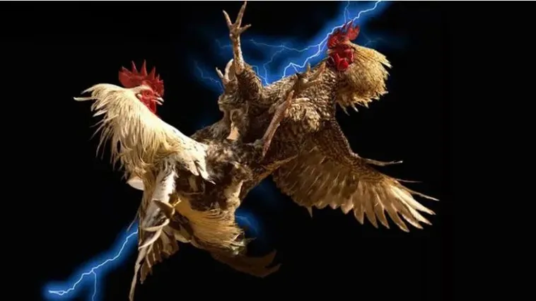 Đá Gà Max10 Đỉnh Cao Trải Nghiệm Cá Cược Thắng Lớn Mỗi Ngày